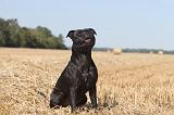 STAFFIE 003